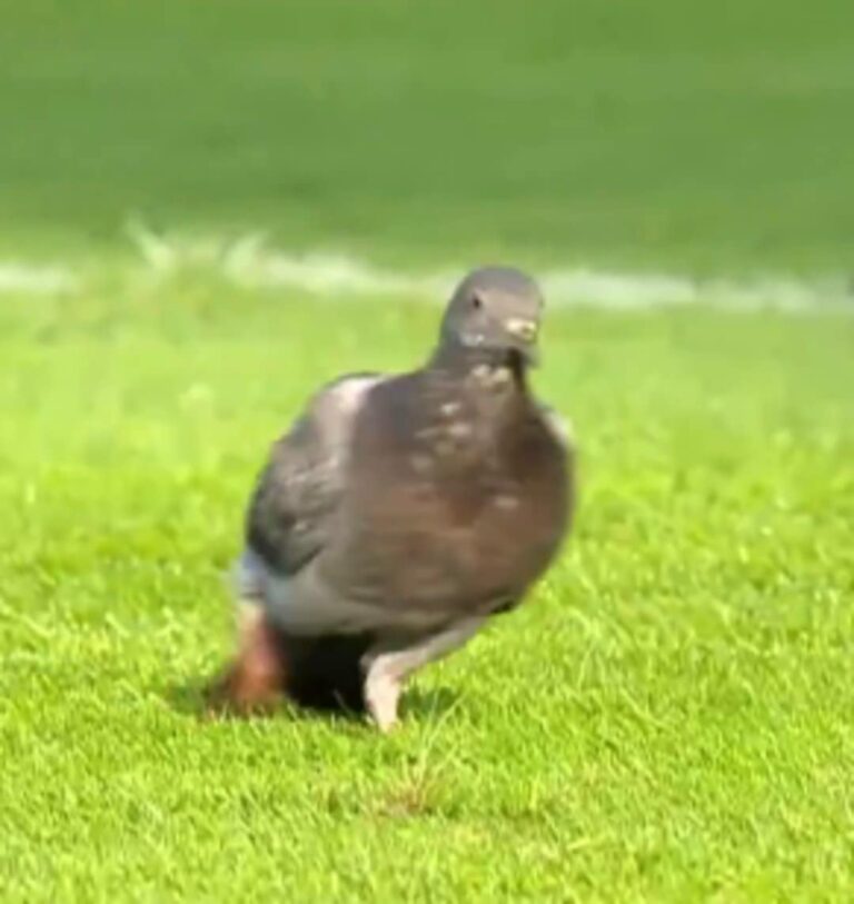 Niecodzienny widok na boisku w Kielcach! Gołąb przerwał mecz [WIDEO]